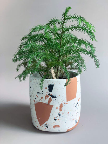 Unique Planter ~ The Survivors Series