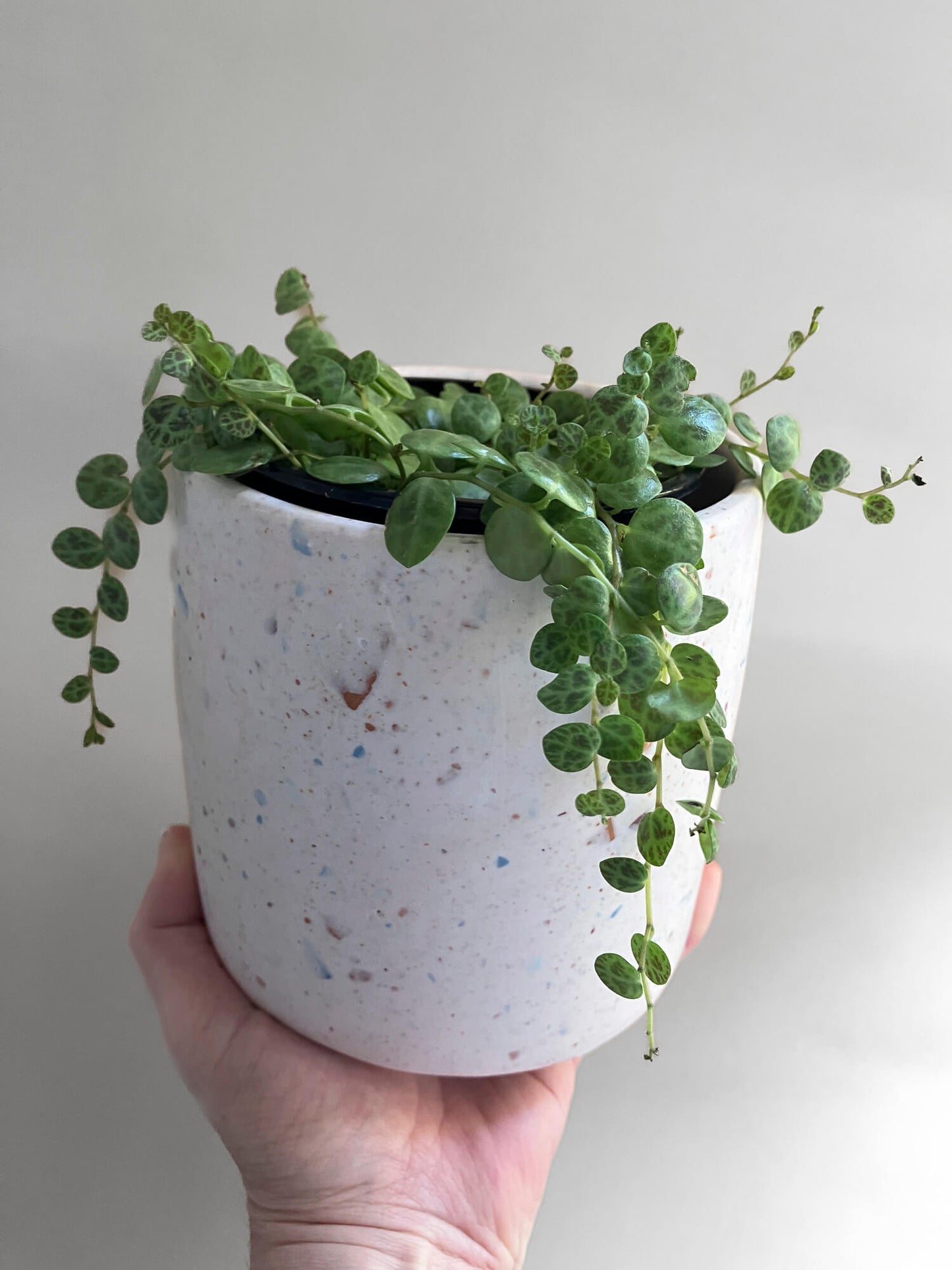 Medium Planter - Custom Made